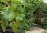 Kép 2/2 - Vitis vinifera Vroege van der Laan / Fehér csemege szőlő