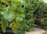 Kép 2/2 - Vitis vinifera Vroege van der Laan / Fehér csemege szőlő