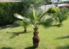 Kép 3/4 - Washingtonia filifera / Washington pálma