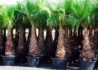 Kép 4/4 - Washingtonia filifera / Washington pálma
