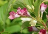 Kép 1/4 - Weigela florida Marjorie / Fehér-rózsaszín virágú rózsalonc 