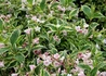 Kép 2/2 - Weigela florida Nana Variegata / Alacsony, tarka levelű rózsalonc