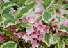 Kép 1/2 - Weigela florida Nana Variegata / Alacsony, tarka levelű rózsalonc 