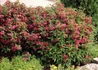Kép 1/3 - Weigela Bristol Ruby / Rózsalonc piros virágú