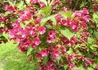Kép 2/3 - Weigela Bristol Ruby / Rózsalonc piros virágú