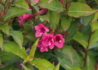 Kép 3/3 - Weigela Bristol Ruby / Rózsalonc piros virágú