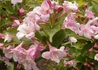 Kép 2/2 - Weigela Le Printemps / Rózsalonc rózsaszín virágú