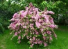 Kép 1/2 - Weigela Le Printemps / Rózsalonc rózsaszín virágú