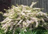 Kép 1/4 - Weigela florida Variegata / Rózsalonc Tarka levelű