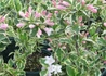 Kép 3/4 - Weigela florida Variegata / Rózsalonc Tarka levelű