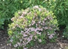 Kép 1/3 - Weigela hybrida Piccolo / Törpe rózsalonc rózsaszín virágú