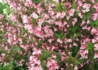 Kép 2/3 - Weigela hybrida Piccolo / Törpe rózsalonc rózsaszín virágú