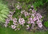 Kép 3/3 - Weigela hybrida Piccolo / Törpe rózsalonc rózsaszín virágú