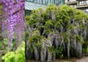 Kép 1/2 - Wisteria floribunda Macrobotrys / Japán lilaakác