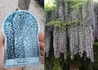 Kép 2/2 - Wisteria floribunda Macrobotrys / Japán lilaakác