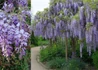 Kép 1/2 - Wisteria sinensis / Kínai lilaakác