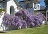 Kép 2/2 - Wisteria sinensis / Kínai lilaakác