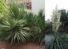 Kép 1/2 - Yucca Gloriosa / Pompás jukka