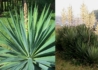 Kép 2/2 - Yucca Gloriosa / Pompás jukka