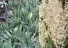 Kép 2/2 - Yucca Gloriosa Variegata / Tarkalevelű Pompás jukka