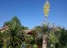 Kép 2/2 - Yucca Rostrata / Pálmaliliom