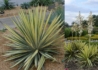 Kép 1/2 - Yucca filamentosa Color Guard / Csíkos levelű kerti pálmaliliom