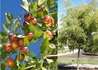 Kép 1/2 - Ziziphus sativa Li / Li Kínai datolya