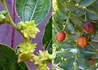 Kép 2/2 - Ziziphus sativa Li / Li Kínai datolya