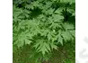 Kép 1/2 - Acer platanoides Palmatifidum / Korai juhar 'Palmatifidum'