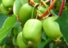 Kép 1/3 - Actinidia arguta issai kiwi / kopasz mini kivi Issai