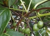 Kép 2/3 - Actinidia arguta issai kiwi / kopasz mini kivi Issai