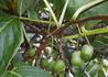 Kép 2/3 - Actinidia arguta issai kiwi / kopasz mini kivi Issai