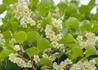 Kép 3/3 - Actinidia arguta issai kiwi / kopasz mini kivi Issai