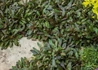 Kép 2/2 - Ajuga reptans chocolate chip / Indás infű 