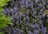 Kép 1/2 -  Ajuga reptans chocolate chip / Indás infű