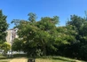 Kép 2/3 - Albizia julibrissin / Selyemakác