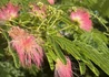 Kép 1/3 - Albizia julibrissin / Selyemakác