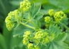 Kép 1/2 - Alchemilla mollis / Lágyszőrű palástfű