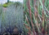 Kép 2/2 - Andropogon scoparius prairie blues / Fenyérfű