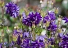 Kép 2/2 - Aquilegia vulgaris Blue Barlow / Harangláb Kék