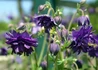 Kép 1/2 - Aquilegia vulgaris Blue Barlow / Harangláb Kék 