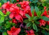 Kép 1/2 - Azalea japonica Sakata Red / Azáleacpiros virágu