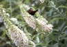 Kép 2/2 - Buddleja davidii nanho White / Nyáriorgona fehér