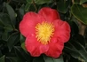 Kép 1/2 -  Camellia sasanqua Yuletide Red / Őszi kamélia pirosvirágú