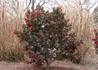 Kép 2/2 - Camellia sasanqua Yuletide Red / Őszi kamélia pirosvirágú