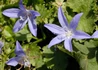 Kép 2/2 - Campanula Poscharskyana / Balkáni Harangvirág
