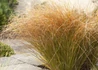 Kép 1/2 - Carex testacea 'Prairie Fire' / Narancsszínű új-zélandi sás