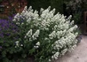 Kép 2/2 - Centranthus ruber 'Albus' / Sarkantyúvirág