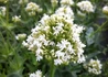 Kép 1/2 - Centranthus ruber 'Albus' / Sarkantyúvirág