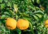 Kép 1/3 - Citrus yuzu / Japán citrom